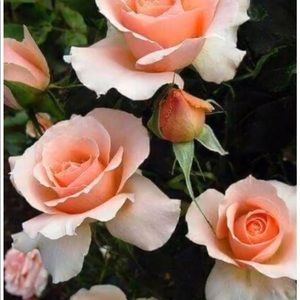 Meet your Posher, Sharon